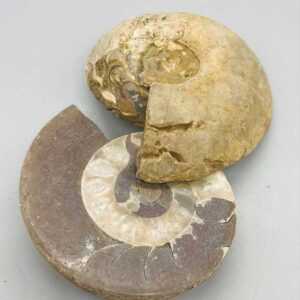 .8-2# Ammonite Fossil pair