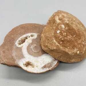 .1-.6# Ammonite Fossil pair