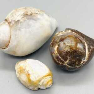 Snail Shell specimen