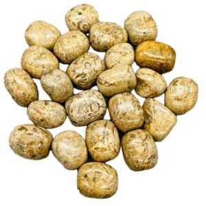 1 lb Coral, Fossil tumbled