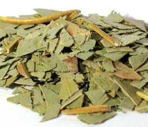 1 Lb Eucalyptus cut (Eucalyptus globulus)