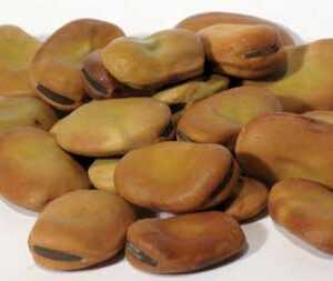 1 Lb Mojo Wish Beans (Vicia faba)