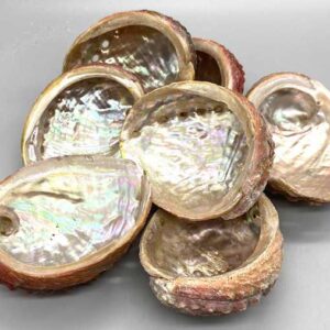 3-4" Abalone Shell incense burner