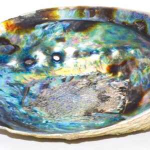 5"- 6" Abalone Shell incense burner