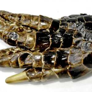 Alligator Feet small