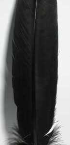 (set of 10) Black feather 12"