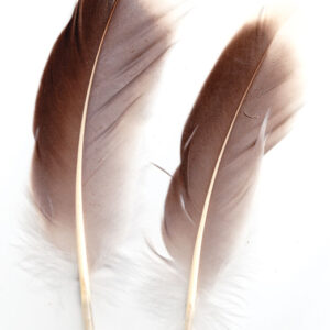 Natural Gray Goose feather