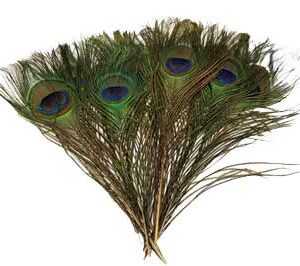 (set of 100) Peacock feather