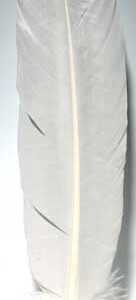 (set of 10) White feather 12"