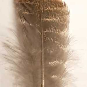 Barred Wing Smudging Feather