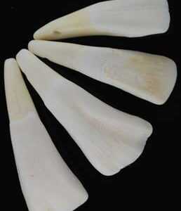 Water Buffalo Tooth