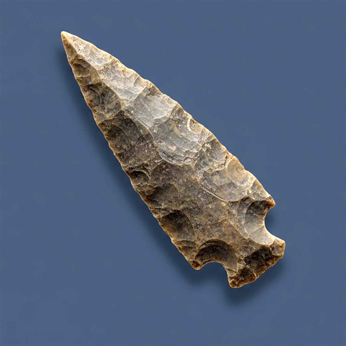 medium arrowhead