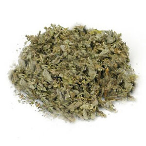red sage garden sage salvia officinalis