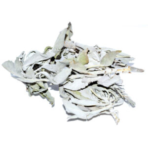 white sage salvia apiana