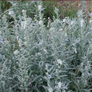 white sage, sagebrush corresponds with purification & exorcism