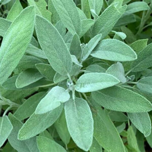 garden sage corresponds with wisdom protection