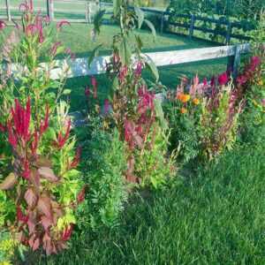 garden magic flowers along the fence