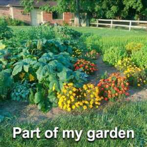 part of my fae friendly garden