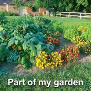 part of my magical garden