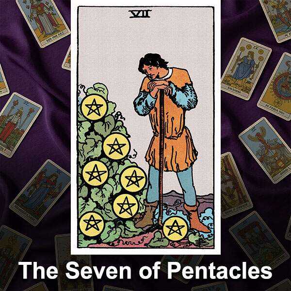 the seven of pentacles the seven of pentacles
